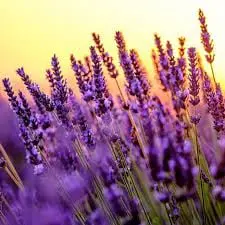 Lavender 40-42 Essential Oil